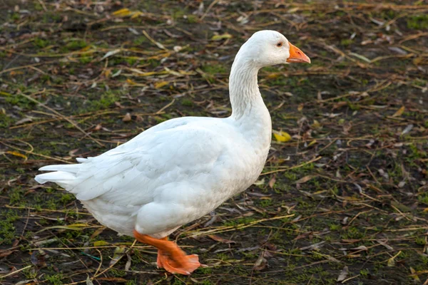 Oie marchant le long de la rive du Grand Ouse à Ely — Photo