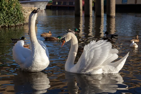 Ztlumení labutě na řeky great ouse — Stock fotografie