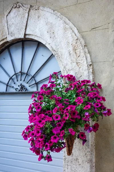 Proutěný koš plný květináč petúnií v pienza — Stock fotografie