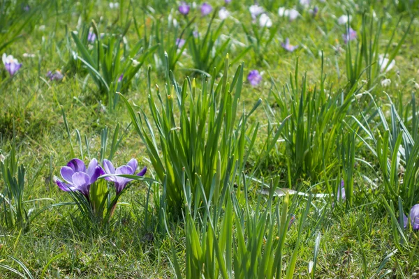 Crocuses flowering in springtime — Stock Photo, Image
