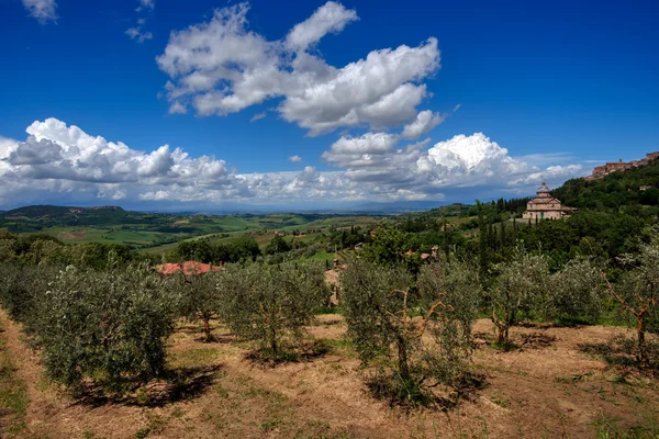 Olive Grove perto da Igreja de San Biagio — Fotografia de Stock