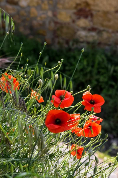 Poppies flowering along the roadside in Val d'Orcia Tuscany — Stock Photo, Image