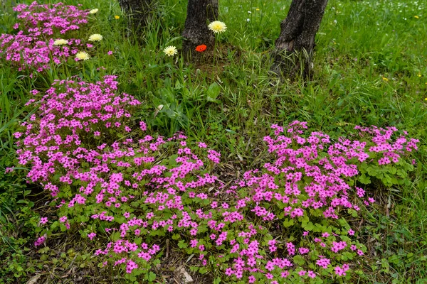 Divoké květiny pod stromem v Toskánsku — Stock fotografie