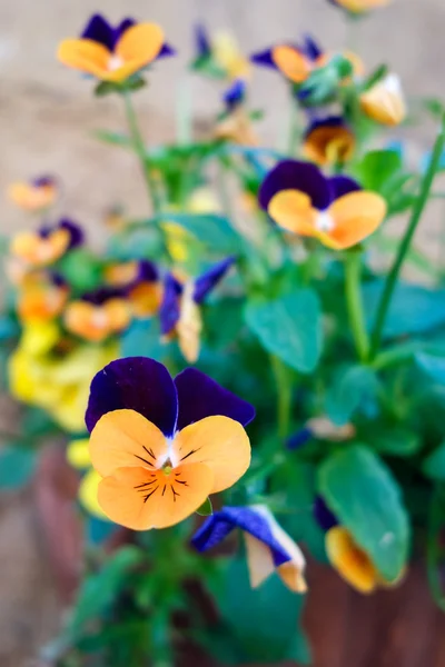 Violas attaced to a wall in Pienza Tuscany — Stock Photo, Image