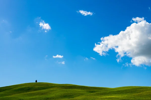 Árvore solitária em Val d 'Orcia Toscana — Fotografia de Stock