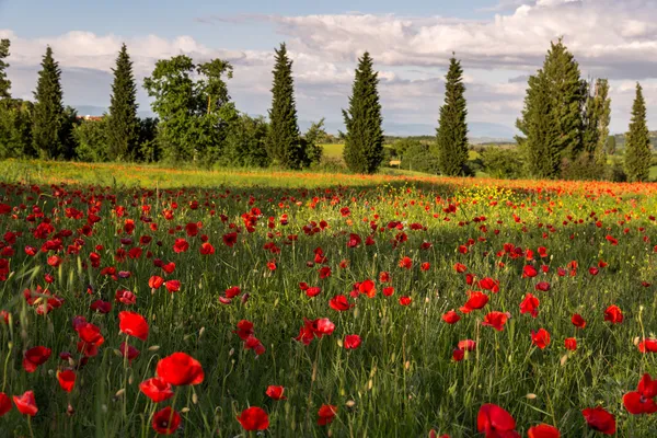 Campo de amapola en Toscana — Foto de Stock