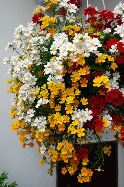 Flores coloridas penduradas em uma parede em Castiglione del — Fotografia de Stock
