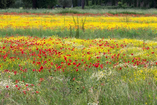 Un campo de flores de primavera en Castiglione del Lago Provincia de Perugia — Foto de Stock