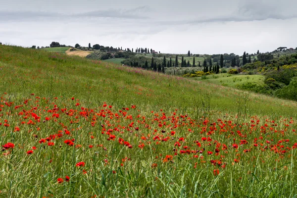 Poppies flowering in Val d'Orcia Tuscany — Stock Photo, Image