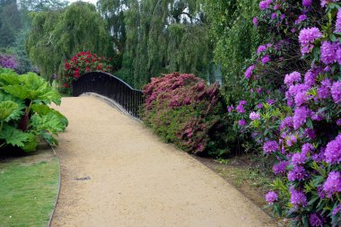 sheffield park bahçeler içinde rhodendrons