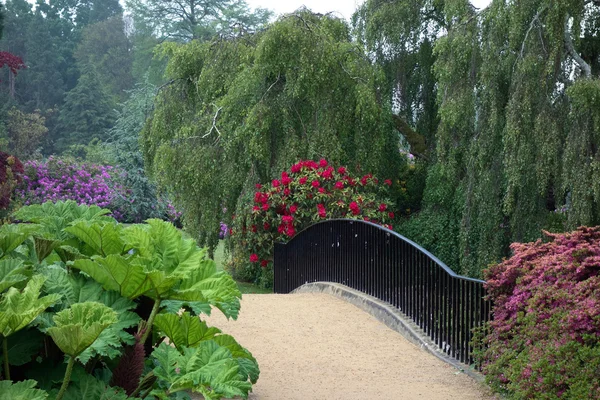 Rhodendrons v Sheffieldu park gardens — Stock fotografie