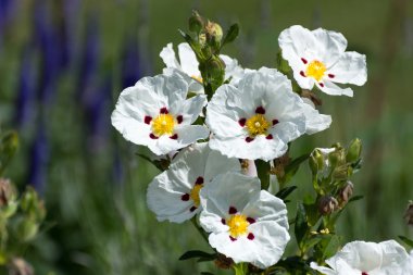 Cistus Lucitanica Decumbens