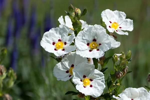 Cistus Lucitanica Decumbens — Zdjęcie stockowe