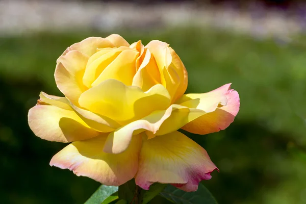 Żółta róża (pokój) — Zdjęcie stockowe