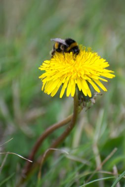arı polen bir dandelion (karahindiba toplama)