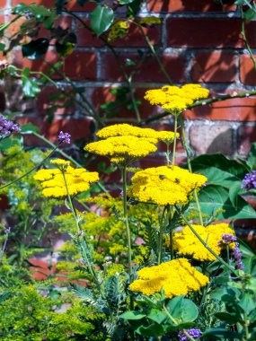 civanperçemi achillea ageratum sarı çiçek kafa