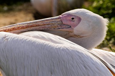 Büyük beyaz pelikan (Pelecanus onocrotalus)