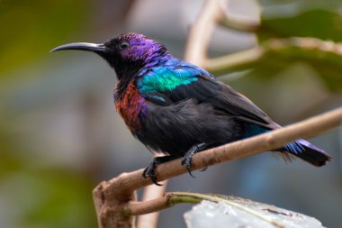 görkemli sunbird (cinnyris coccinigastrus)