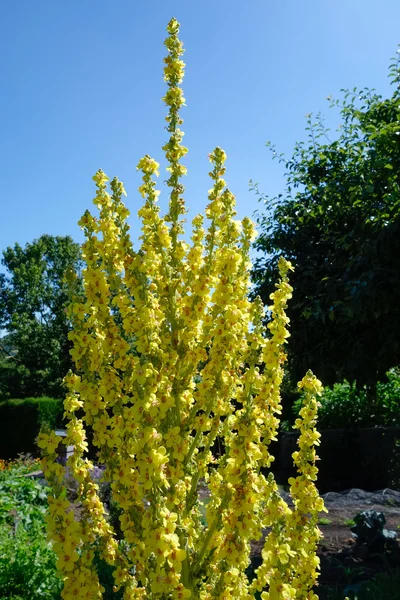 Apró bojtorján (agrimonia eupatoria) — Stock Fotó