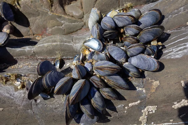 A cluster of Mussels — Stock Photo, Image