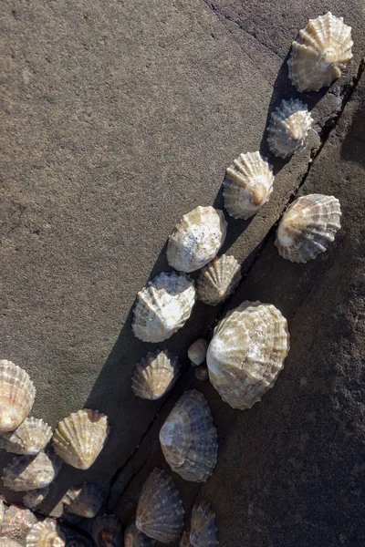 A cluster of Limpets — Stock Photo, Image