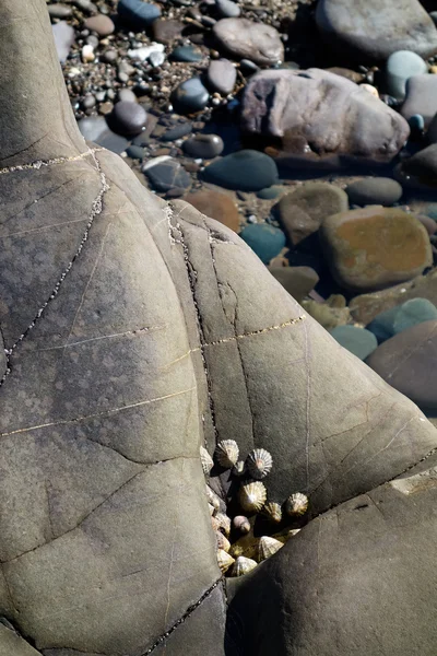 A cluster of Limpets — Stock Photo, Image