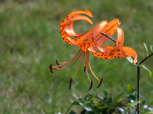 Lilium lancifolium — Fotografia de Stock