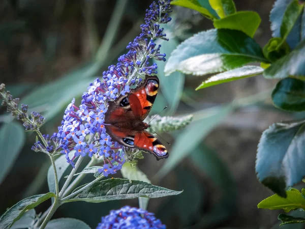 Mariposa europea del pavo real (Inachis io) alimentándose de la flor de Buddleia — Foto de Stock