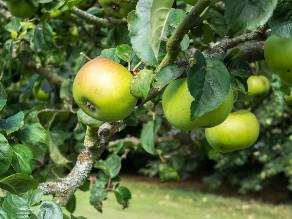 Яблоки созревают на ветке — стоковое фото