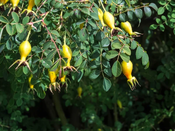 Rosa canina coltivata — Foto Stock