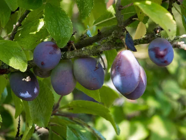 Bunch of Plums ripening in the sunshine — Stock Photo, Image