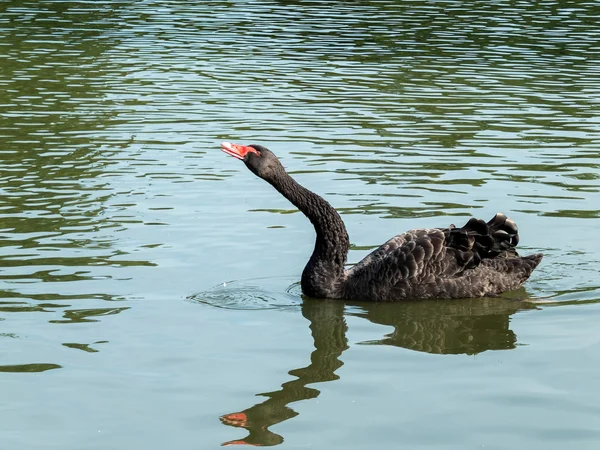 Black Swan (cygnus atratus) — Stock Photo, Image