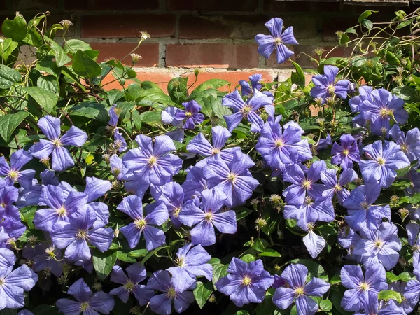 Azul Clematis crescendo contra uma parede de tijolo — Fotografia de Stock