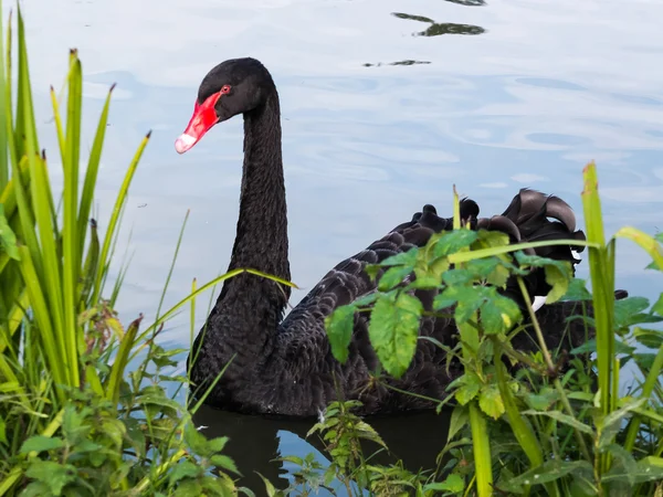 Siyah kuğu (Cygnus atratus)) — Stok fotoğraf