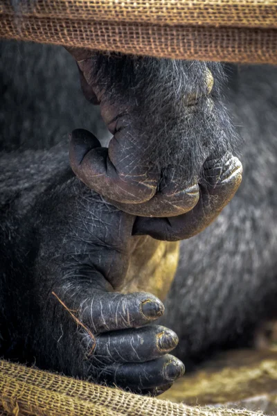 Gorila barat dataran rendah (Gorilla gorila gorila) — Stok Foto