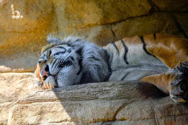 Tigre de Sumatra (Panthera tigris sumatrae) — Foto de Stock
