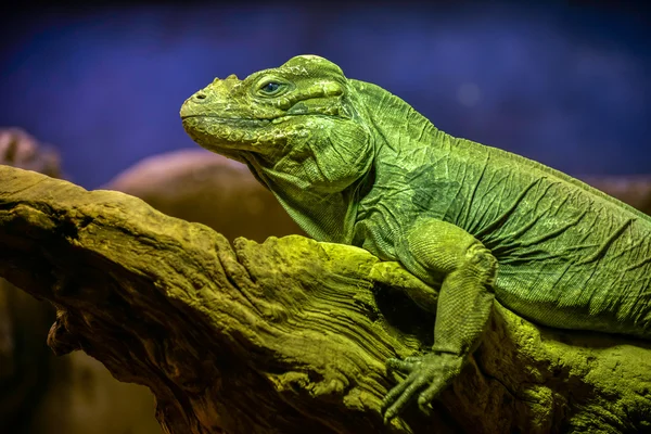 Iguana verde (Iguana iguana ) — Foto de Stock