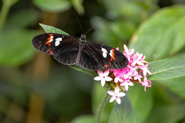 郵便蝶 (heliconius メルポメネー) — ストック写真