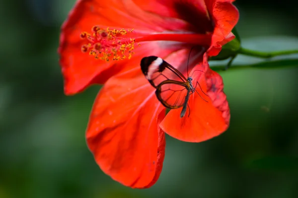 Mariposa acristalada (Greta oto) sobre un Hibiscus rojo — Foto de Stock