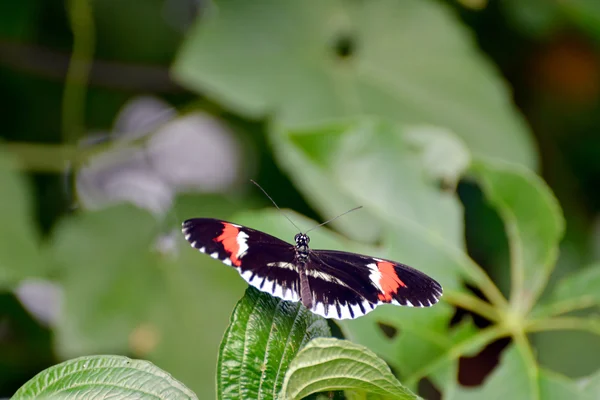 Pošťák motýl (heliconius apokalypsu) — Stock fotografie