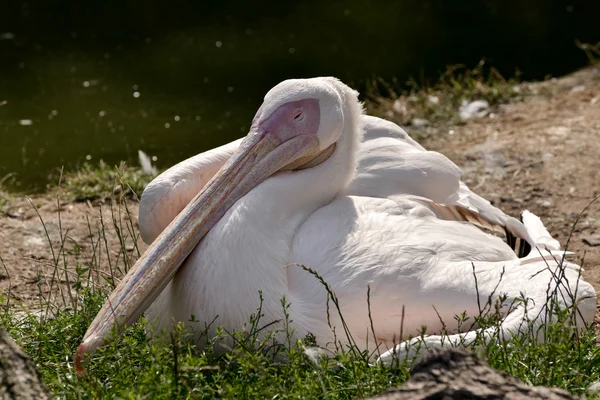 백상아리 (Pelecanus onocrotalus)) — 스톡 사진