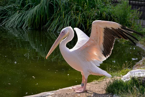 Great White Pelican (Pelecanus onocrotalus) — Stock Photo, Image