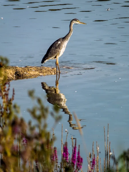 Grey Heron and reflection — Stock Photo, Image