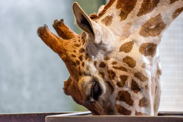 Жирафа (giraffa Жираф ) — стокове фото