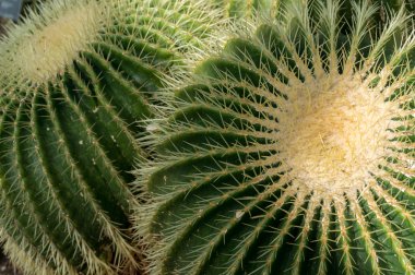 Altın fıçı kaktüsü (Echinocactus grusonii)