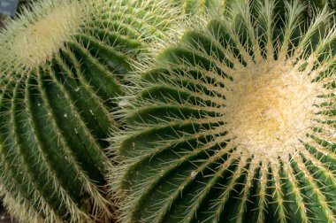 Golden Barrel Cactus (Echinocactus grusonii) clipart