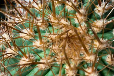 Echinocactus platyacanthus