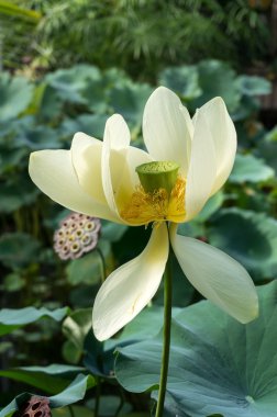 Lotus çiçeği (nelumbo nucifera)