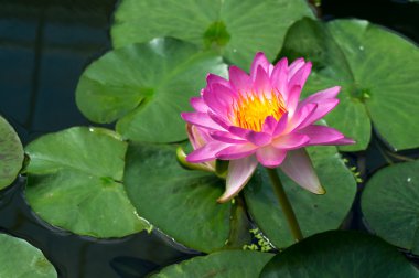 Lotus çiçeği (nelumbo nucifera)