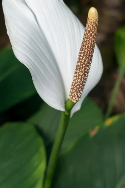 Spathiphyllum —  Fotos de Stock